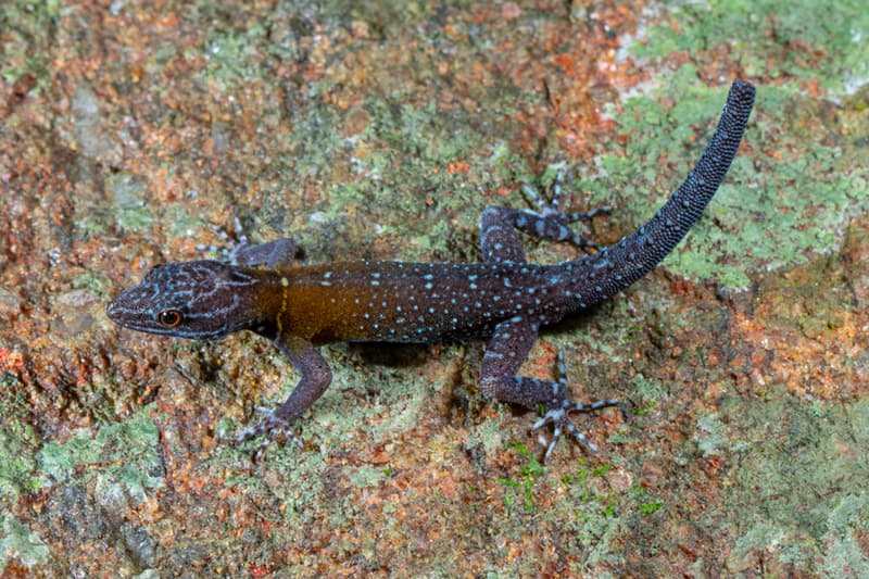Vincent Van Gogh Blue Gecko Species Discovery India